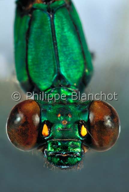 Sapho ciliata.JPG - in "Portraits d'insectes" ed. SeuilSapho ciliataDemoiselleCalopteryxBroad winged damselOdonataZygopteraCalopterygidaeCameroun